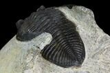 Bargain, Zlichovaspis Trilobite - Nice Eye Facets #119871-3